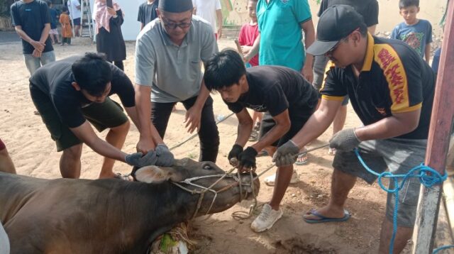 Menyembelih Hewan Qurban